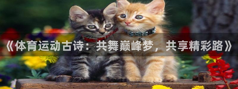 bbin视讯下